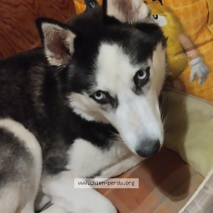 Photo 1/1 Chien retrouvé Perdu à Jaunay Marigny