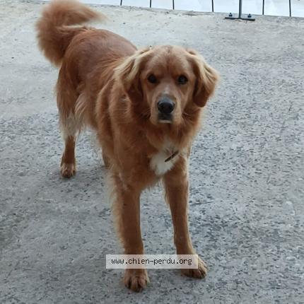 Photo 1/1 Chien retrouvé Perdu à Montauban