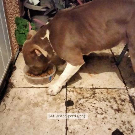 Photo de chien trouvé à Saint Andre Et Appelle