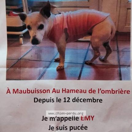 Photo 1/1 Chien retrouvé Perdu à Carcans