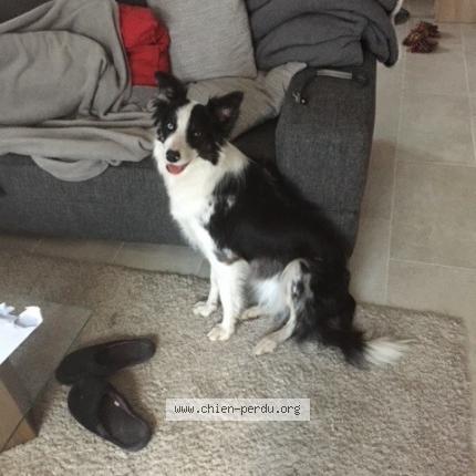 Photo 1/1 Chien retrouvé Perdu à Pessac