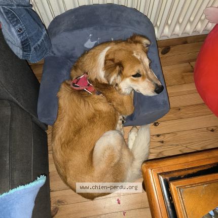 Photo 1/1 Chien retrouvé Perdu à Loperhet