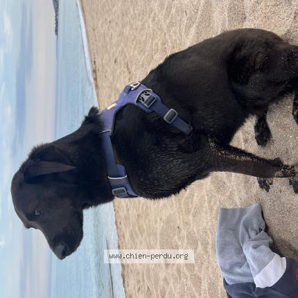 Photo de chien perdu à Dingy En Vuache