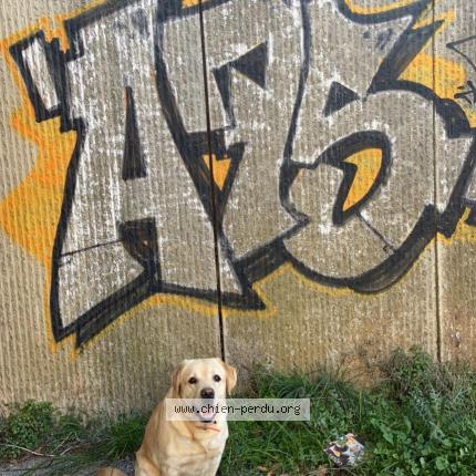 Photo 1/1 Chien retrouvé Perdu à Pezenas