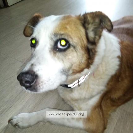 Photo 1/1 Chien retrouvé Perdu à Jarnac