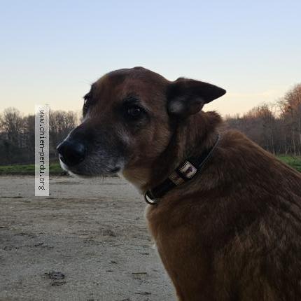 Photo 1/1 Chien retrouvé Trouvé à Rigney