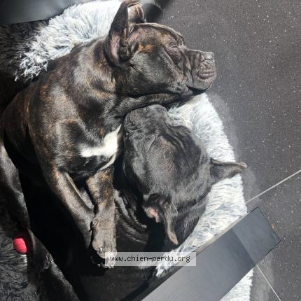 Photo de chien perdu à Montlouis Sur Loire