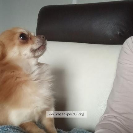 Photo de chien perdu à Colletot