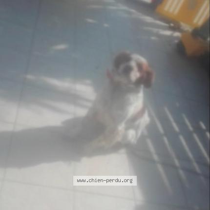 Photo de chien perdu à Bourcefranc Le Chapus