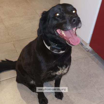 Photo de chien trouvé à La Limouziniere