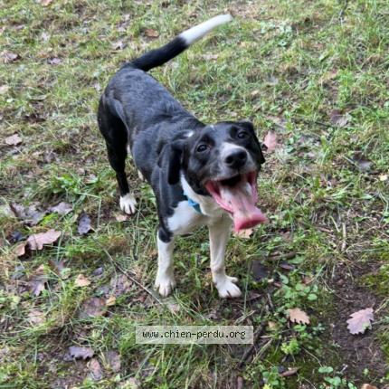 Photo 1/1 Chien retrouvé Perdu à Aubagne