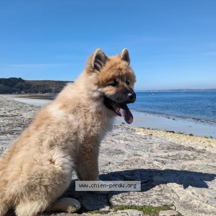 Photo 1/1 Chien retrouvé Perdu à Saint Gilles