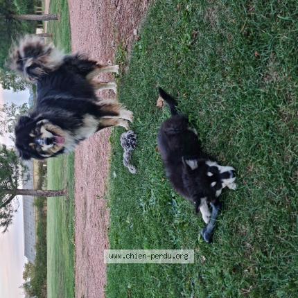 Photo 2/2 Chien retrouvé Perdu à La Gresle