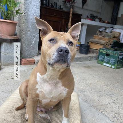 Photo 1/1 Chien retrouvé Perdu à Tullins