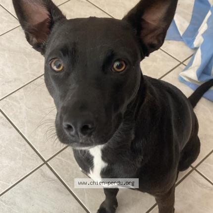 Photo 1/1 Chien retrouvé Perdu à Guegon