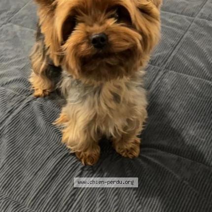 Photo de chien perdu à Clermont