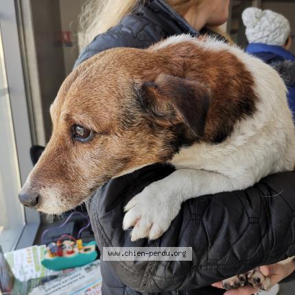 Photo 1/1 Chien retrouvé Trouvé à Saint etienne de tulmont