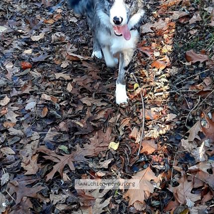 Photo de chien perdu à Rieux De Pelleport