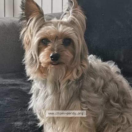 Photo de chien perdu à Gagny