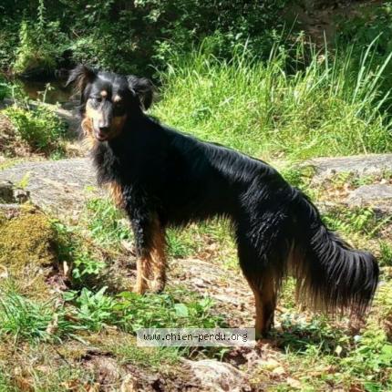 Photo de chien perdu à Saint Estephe