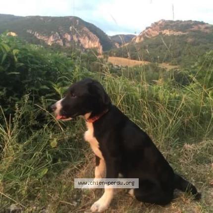Photo 1/1 Chien retrouvé Perdu à Sollies Toucas