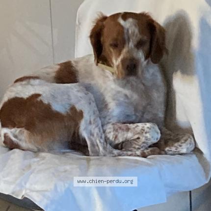 Photo 1/1 Chien retrouvé Perdu à Lunel