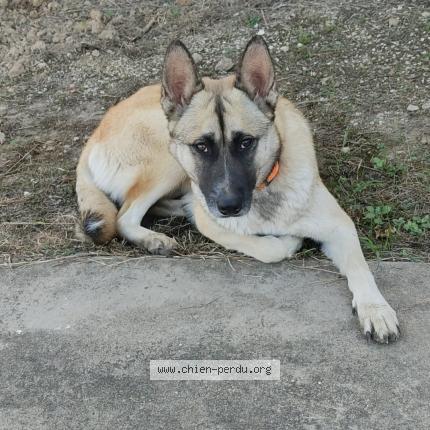 Photo 1/1 Chien retrouvé Perdu à Montauban