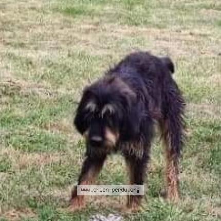 Photo 1/1 Chien retrouvé Perdu à Vic En Bigorre