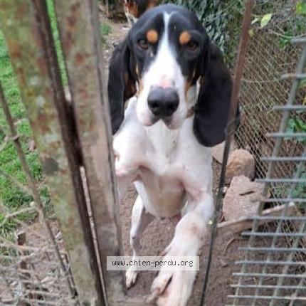 Photo de chien trouvé à Villemaur Sur Vanne