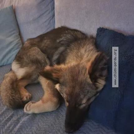Photo 1/1 Chien retrouvé Perdu à Gibel