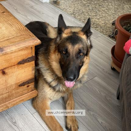 Photo de chien perdu à Tremblay En France