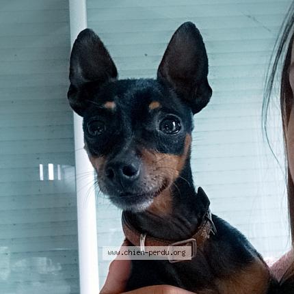 Photo 1/1 Chien retrouvé Perdu à Marce