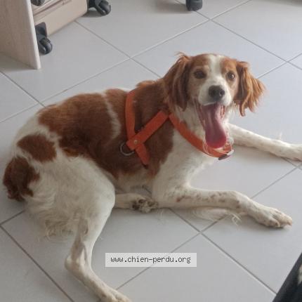 Photo 1/1 Chien retrouvé Perdu à Nantes