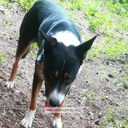 Photo 1/1 Chien retrouvé Perdu à Sospel