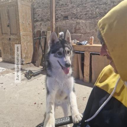 Photo de chien perdu à Monbequi