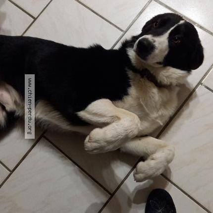 Photo 1/1 Chien retrouvé Perdu à Manciet
