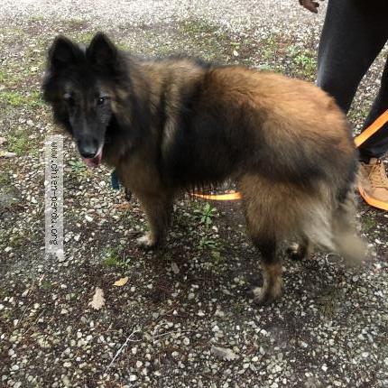 Photo 1/1 Chien retrouvé Trouvé à Saint Papoul