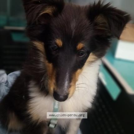 Photo 1/1 Chien retrouvé Perdu à Dourges