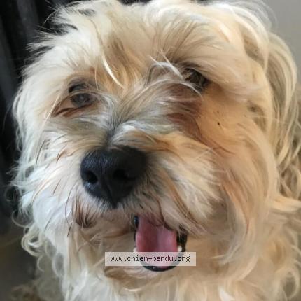 Photo de chien perdu à Sames