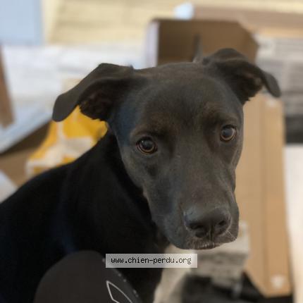 Photo de chien perdu à La Farlede