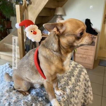 Photo 1/1 Chien retrouvé Perdu à Roques Sur Garonne