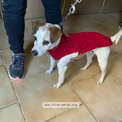 Photo 1/1 Chien retrouvé Trouvé à Gareoult