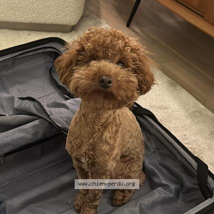 Photo de chien perdu à Draguignan