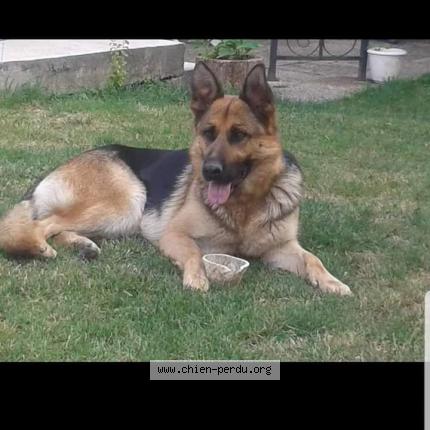 Photo de chien perdu à Saint Didier Sur Chalonnes