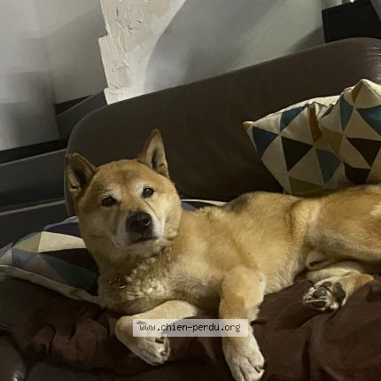 Photo de chien perdu à Voreppz