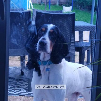 Photo de chien perdu à Violaines