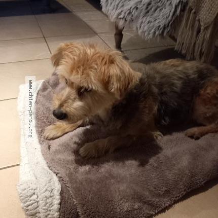 Photo de chien trouvé à Saint Gervais En Belin