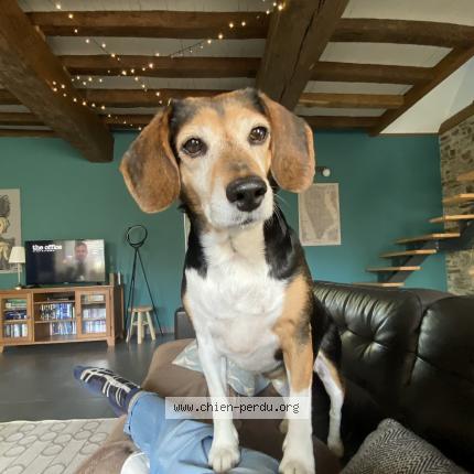 Photo de chien perdu à Martigne Ferchaud