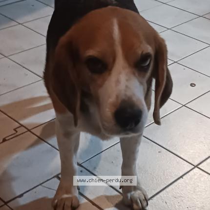 Photo de chien perdu à Les Arcs