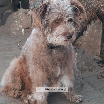 Photo de chien perdu à Rammersmatt